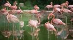 pink-flamingo-bird-8x0